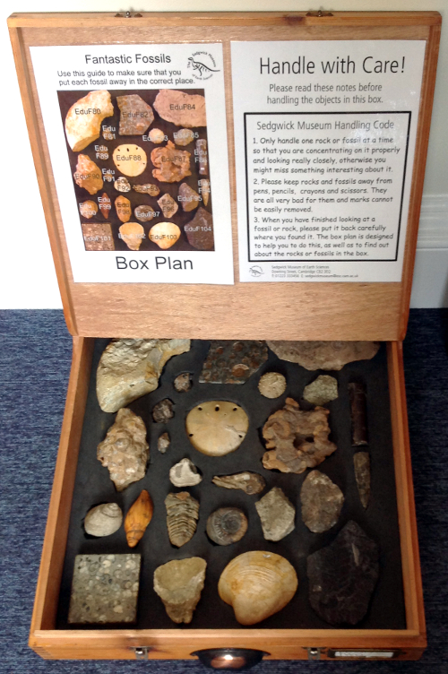 Box of fossils