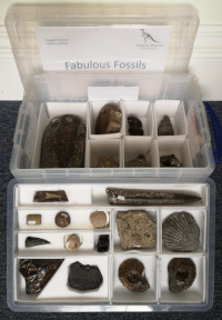 different fossils displayed in a box