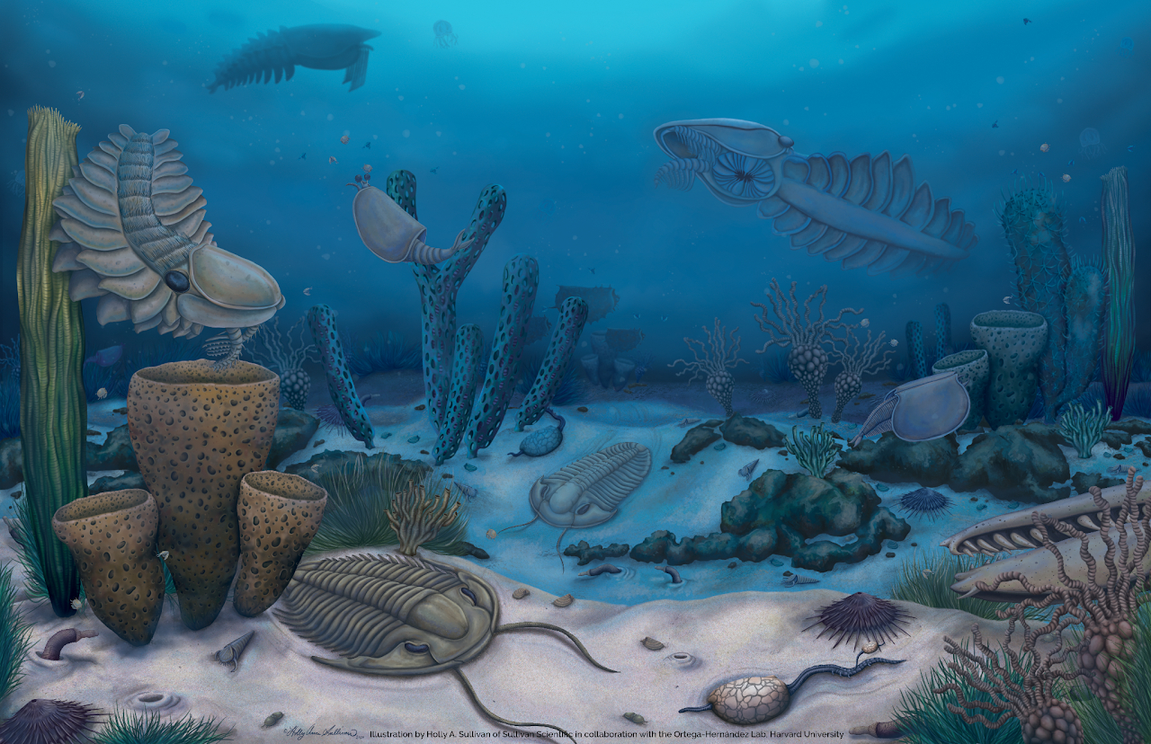 An artist's impression of a Cambrian sea bed, including corals, trilobites and anomalocaris.