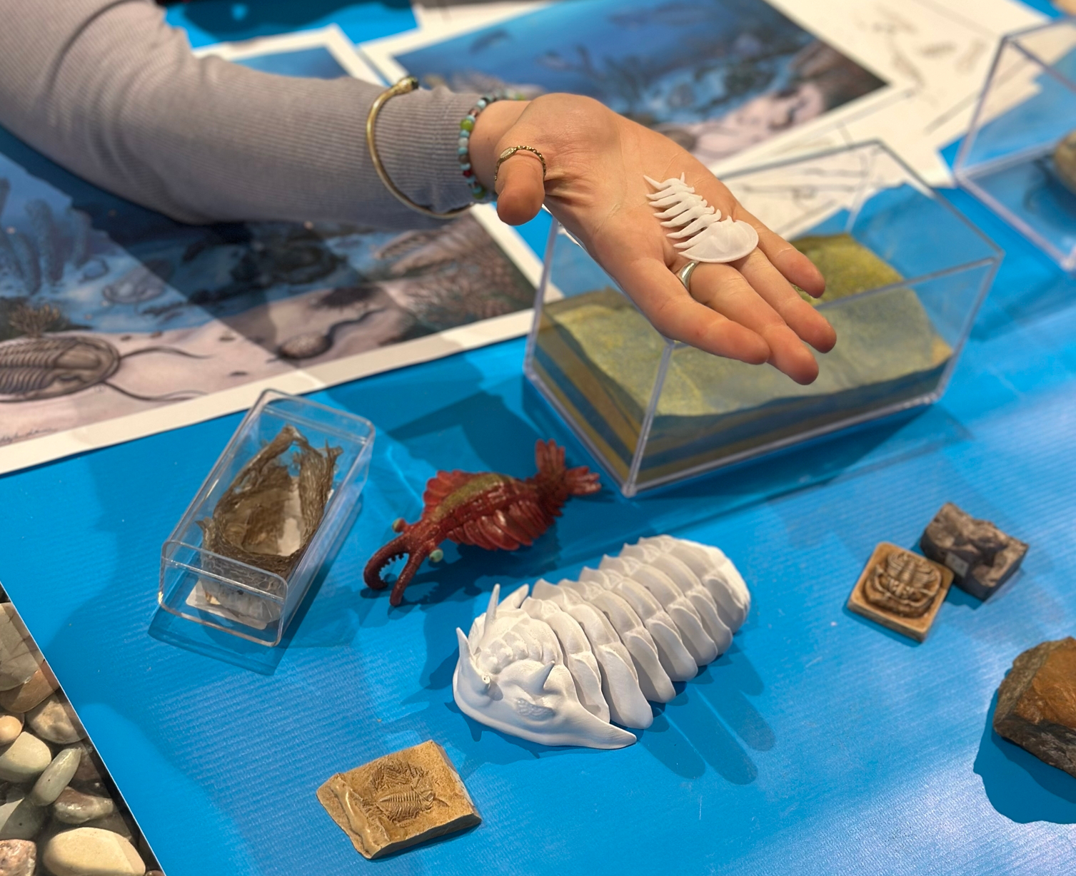 Models and fossil casts of Earth's earliest animals are placed on a table, trilobites and anomalocaris are discernible. An upturned hand is holding a white model of a trilobite, as if for someone else to look at it.