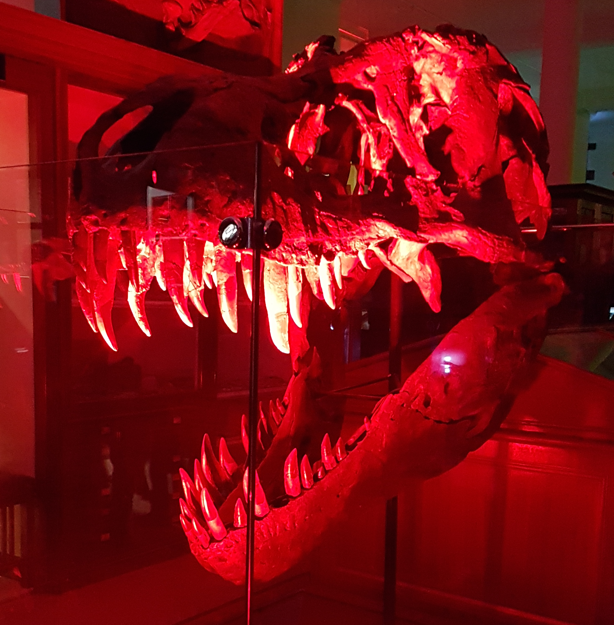 A life-size T-rex skull is lit up in the museum, in the dark, with bright red light.