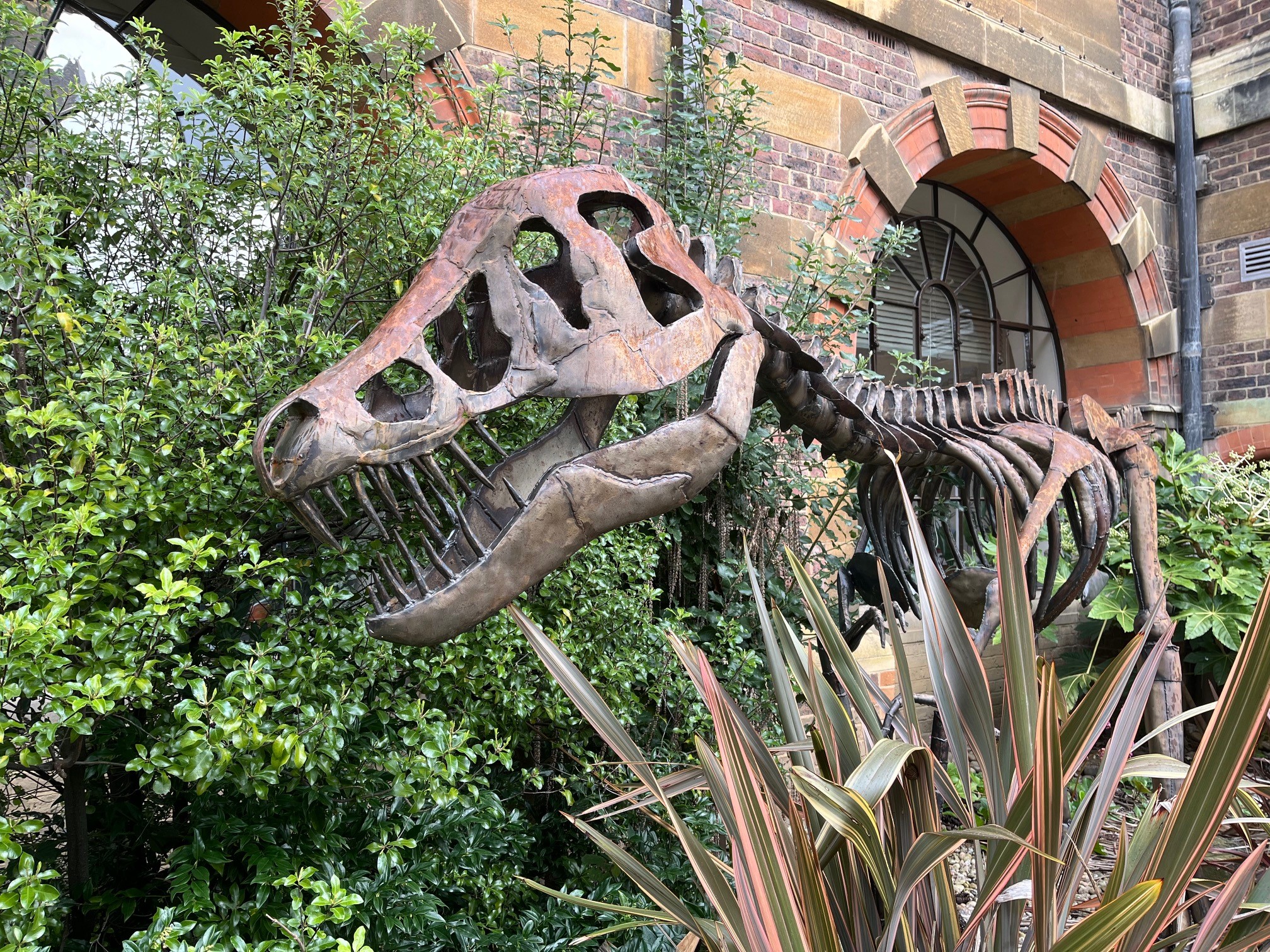 Artist's sculpture of a T. rex skeleton, outside the museum, surrounded by bushes.