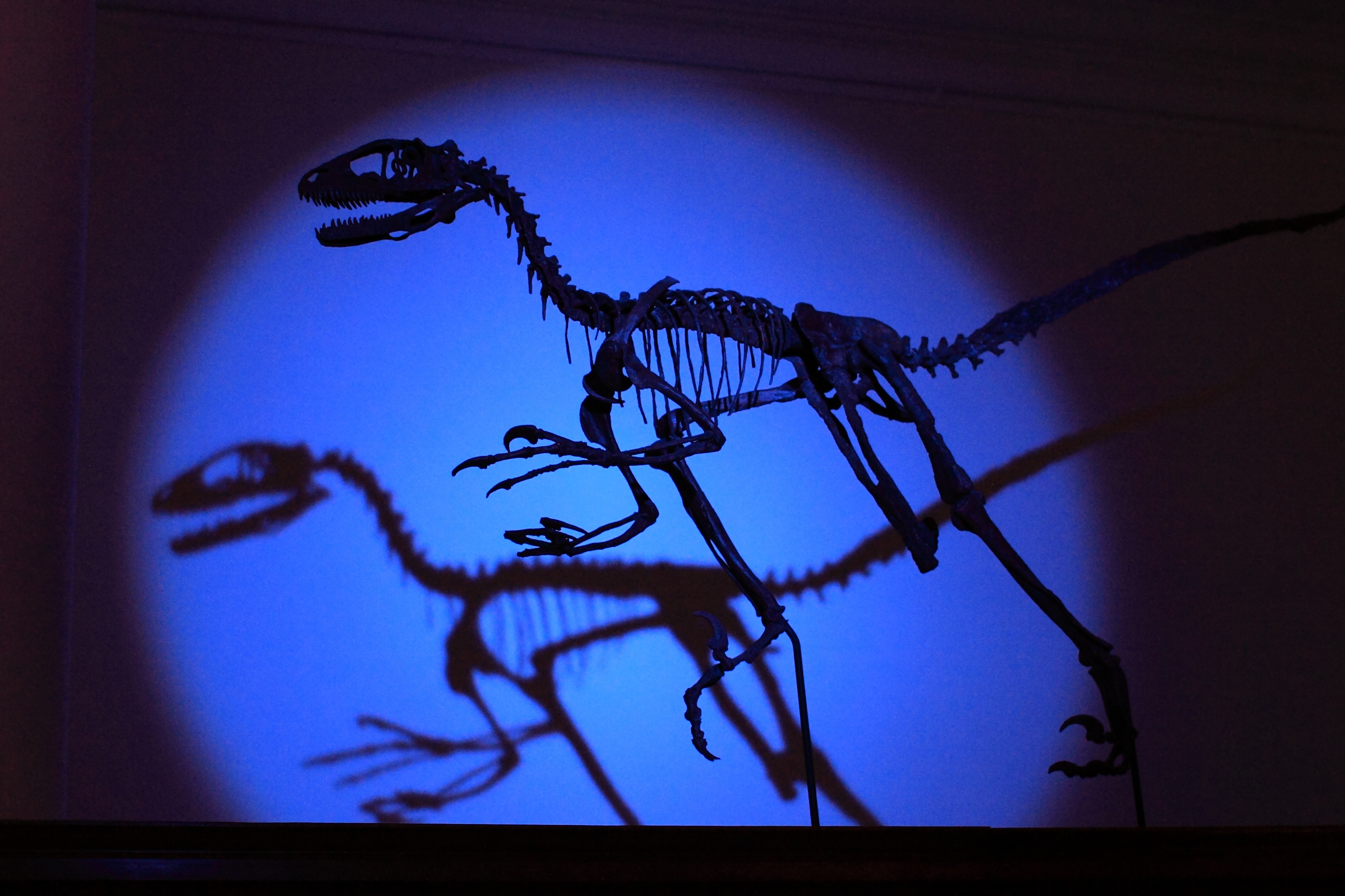 A spotlit dinosaur skeleton casting a shadow